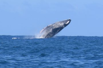 Moorea Whale Watching